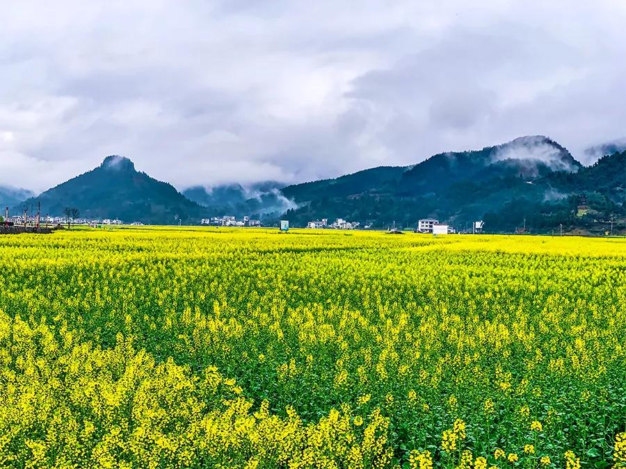 油画棒画油菜花,油菜花油画棒儿童画