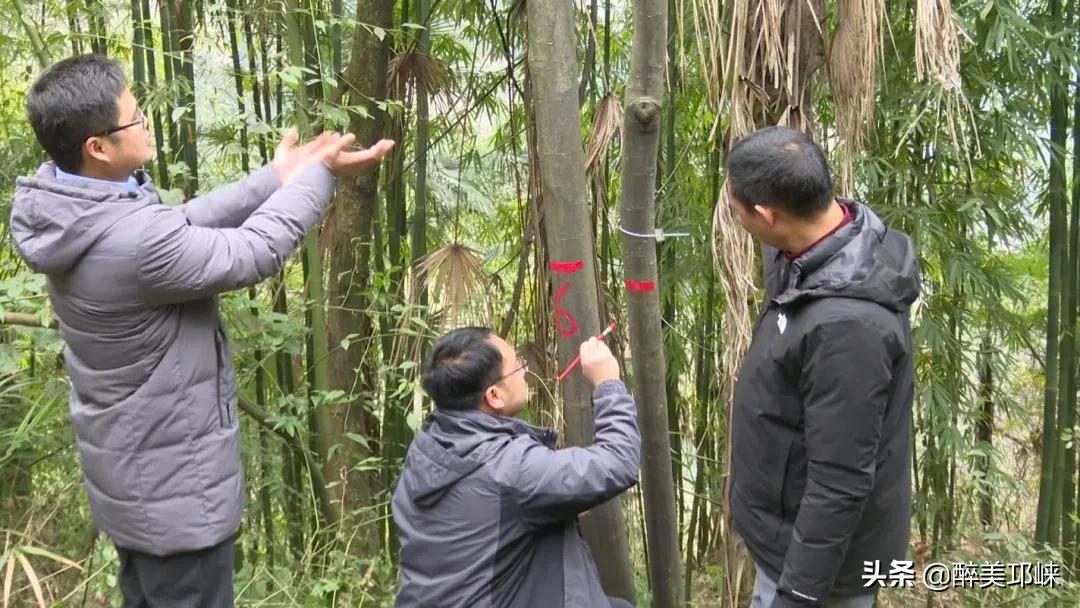 四川发现全球罕见野生植物新种,四川发现罕见植物