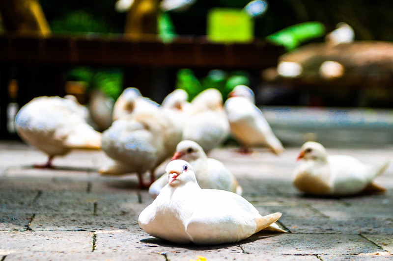 三亚万橡雨林生态园,三亚亚龙湾热带森林公园雨林飞跃