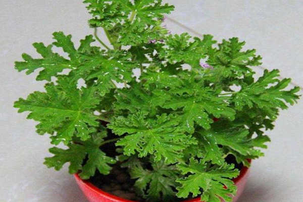 室内驱蚊子最有效的盆栽小妙招,家里种什么盆栽可以驱蚊