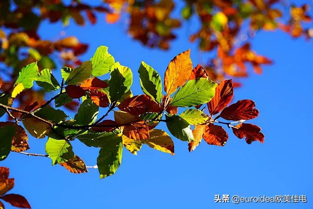 推荐几款养胃护胃粥,对胃最好的粥排名