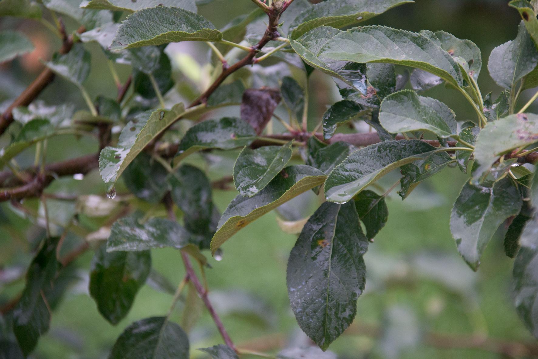 冰雹对今年红富士苹果的影响,大风沙尘降温对红富士苹果的影响