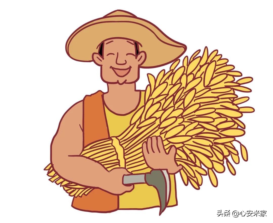 鉴别五常大米标准,鉴别五常大米