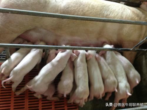 母猪下崽慢的处理方法和预防措施