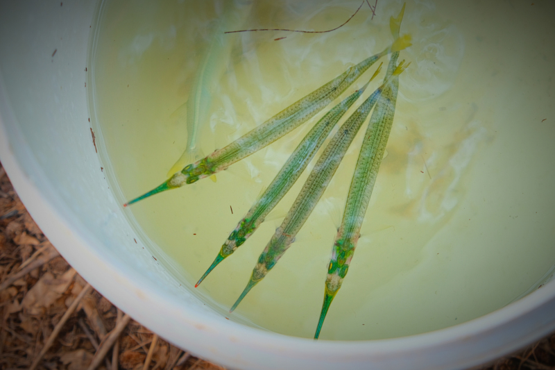 广东湛江旅游攻略美食,湛江旅游海鲜推荐一下