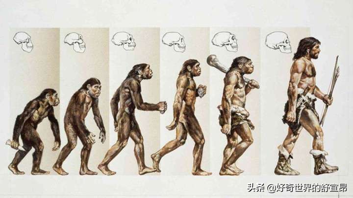 什么证据可以质疑进化论,人类起源进化论
