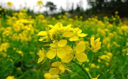 描写油菜花盛开的诗词,描写油菜花的诗词有哪些