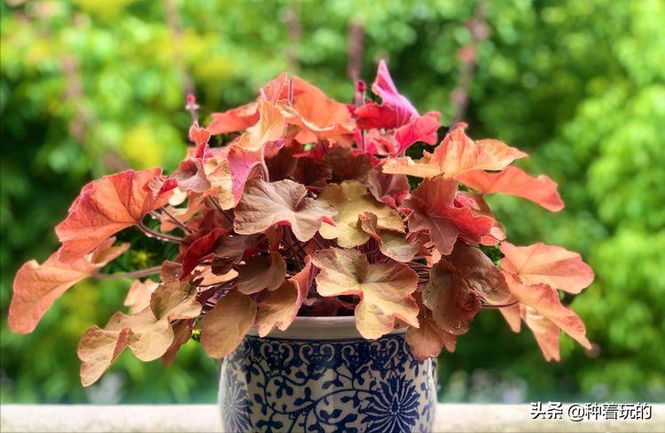 彩叶草矾根组合盆栽,最好看的彩叶草