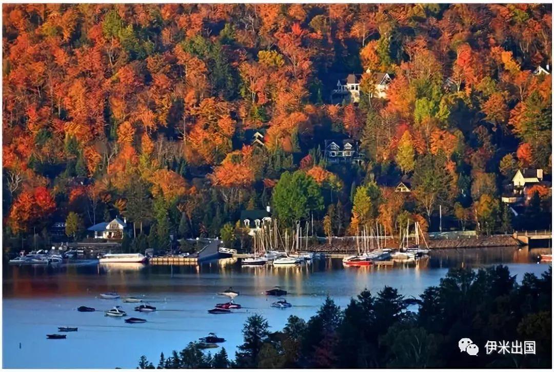 老移民最新视频,老移民谈温哥华