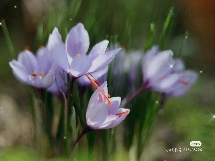 芜湖探店：小意达的花园——让鲜花芬芳你生活的每一个角落