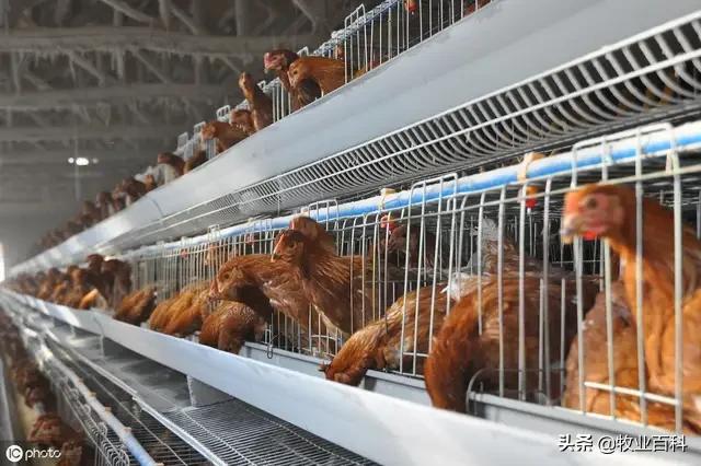 200只雏鸡庭院养殖成活率是多少,夏季养鸡幼鸡怎样才能不生病