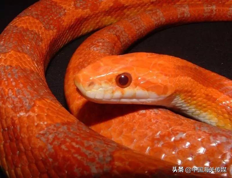 外国宠物怎么买卖,异国宠物交易背后的真相