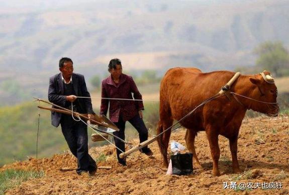 上岸甲鱼莫伸手下山野鸡不能追,上山甲鱼下山鸡不死也得脱层皮