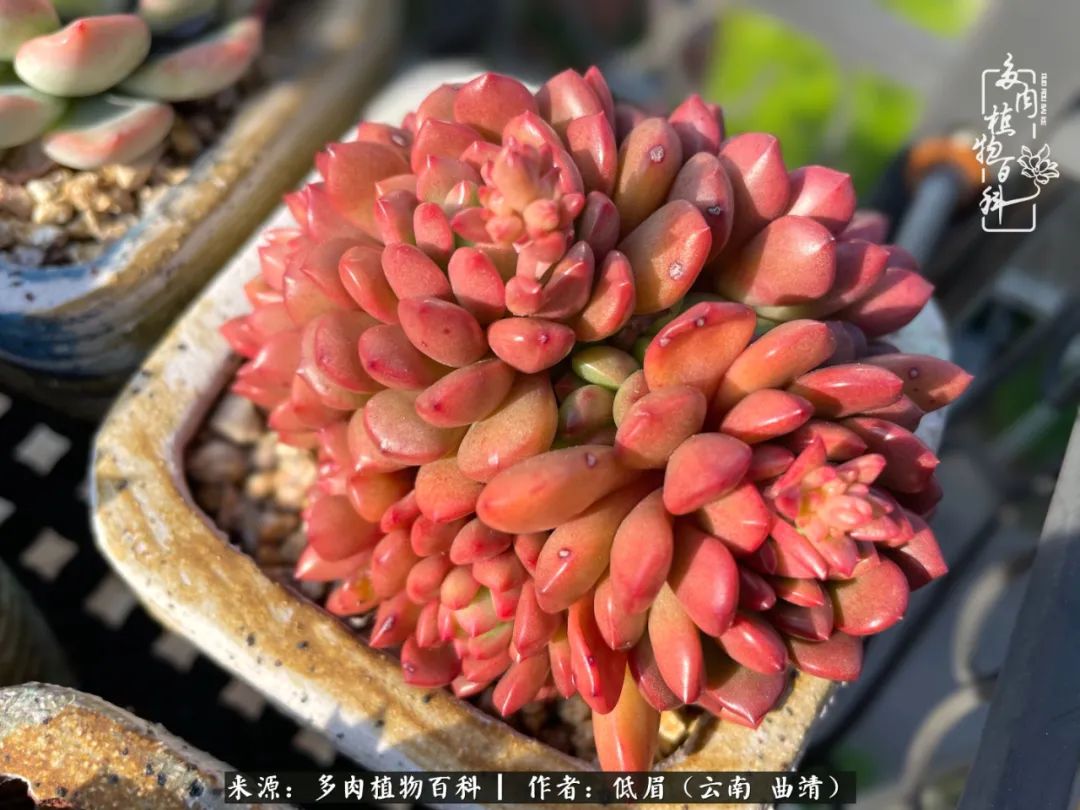 多肉植物百科如何投稿,感谢多肉植物百科的陪伴