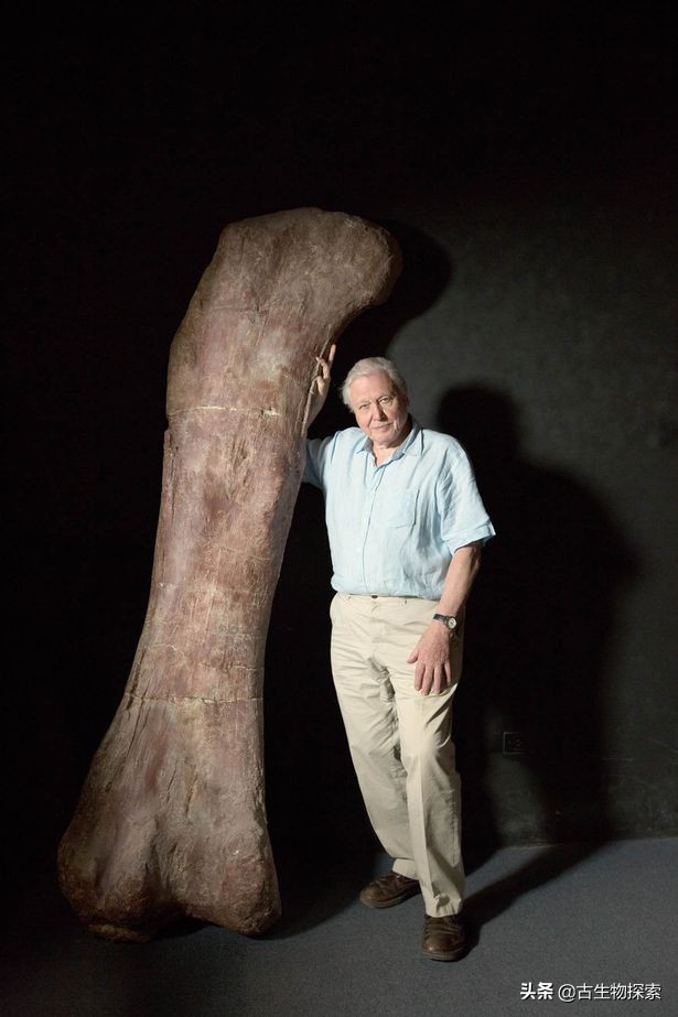 史上最大的超巨型恐龙,最新世界上最大的巨型恐龙