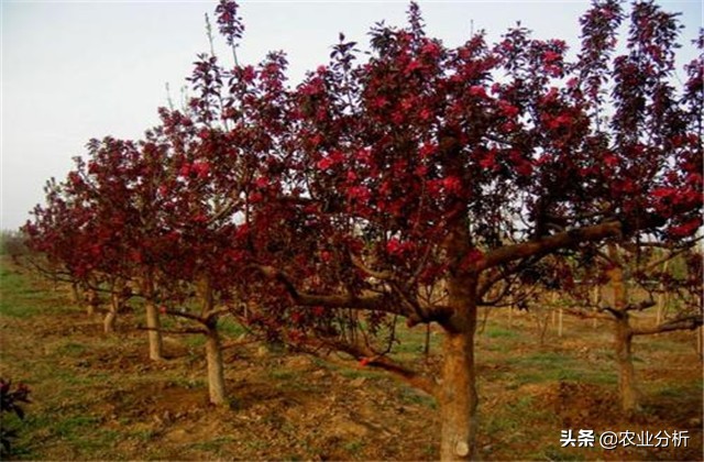 四季海棠种植方法,玫红四季海棠扦插种植