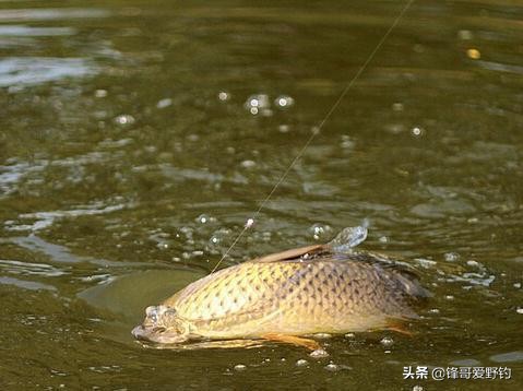 野钓浮漂走水怎么解决,野钓走水很严重调漂最佳方法