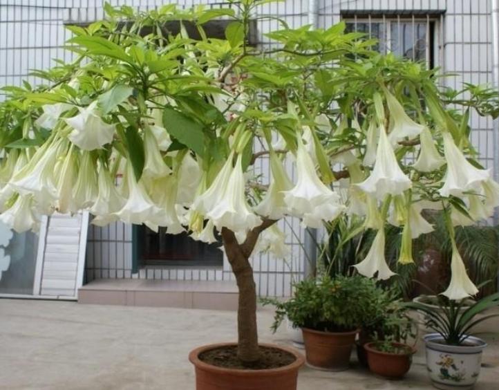 民间4大佛教花卉，见花见吉祥，是真的吗？