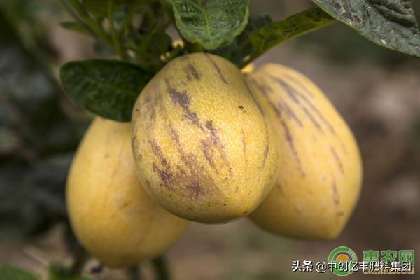 人参果病虫防范,人参果有什么病虫害吗