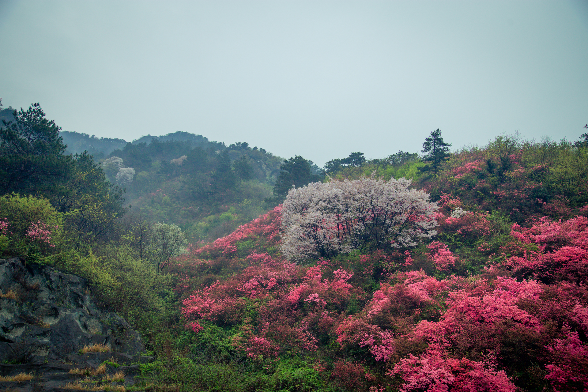 云雾山万亩红杜鹃,云雾山万亩映山红