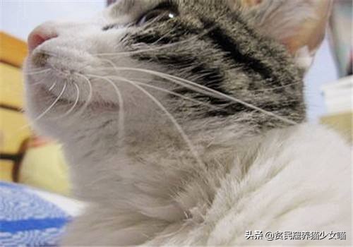 猫为什么会长那么长的胡须,为什么猫长胡须