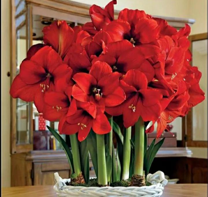 春季开花球根混种夏秋开花植物,球茎植物哪种花好看又好养活