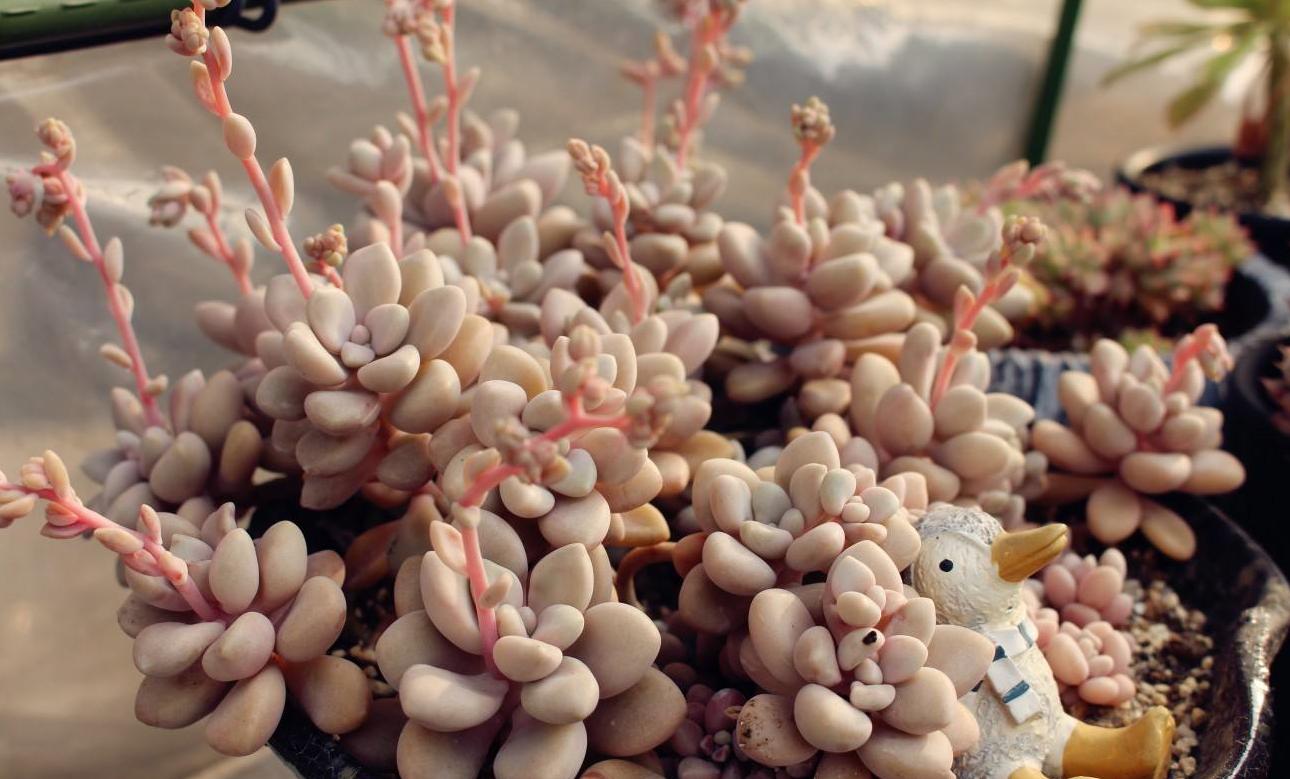 艾伦怎么爆盆,多肉植物艾伦缀化