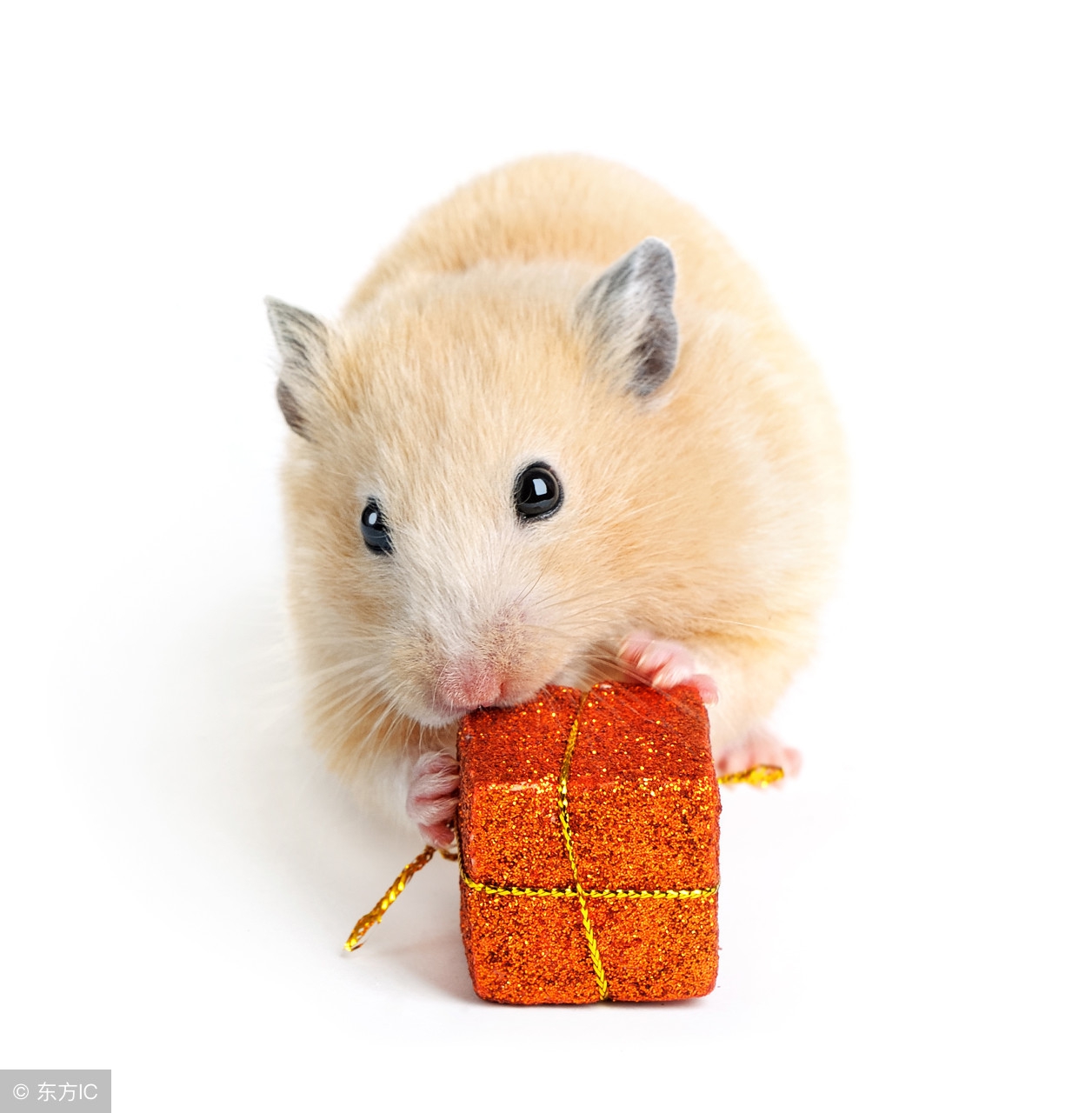 仓鼠买回家一晚上就死掉了,仓鼠买回来就死了怎么回事