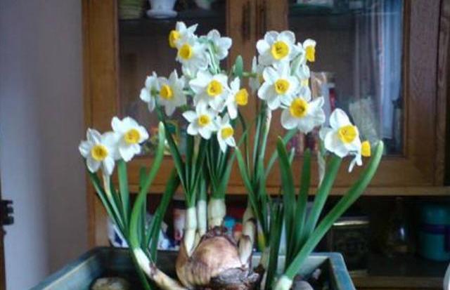 水仙花怎么养得又矮又壮开花快,不会养栀子花教你6个方法