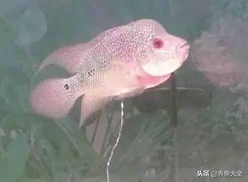 鱼类肠炎的几种情况及应对办法,鱼类肠炎的原因