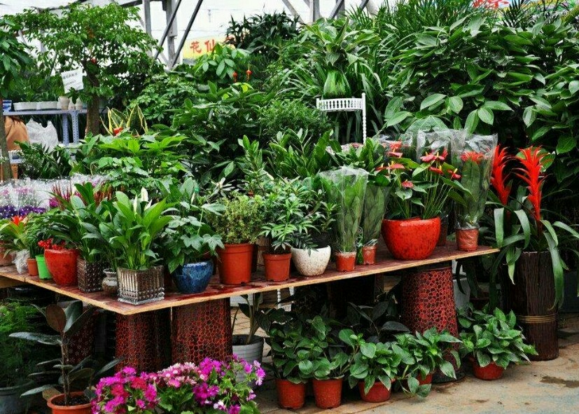 花卉误喷了除草剂怎么补救,花卉药害能自愈吗