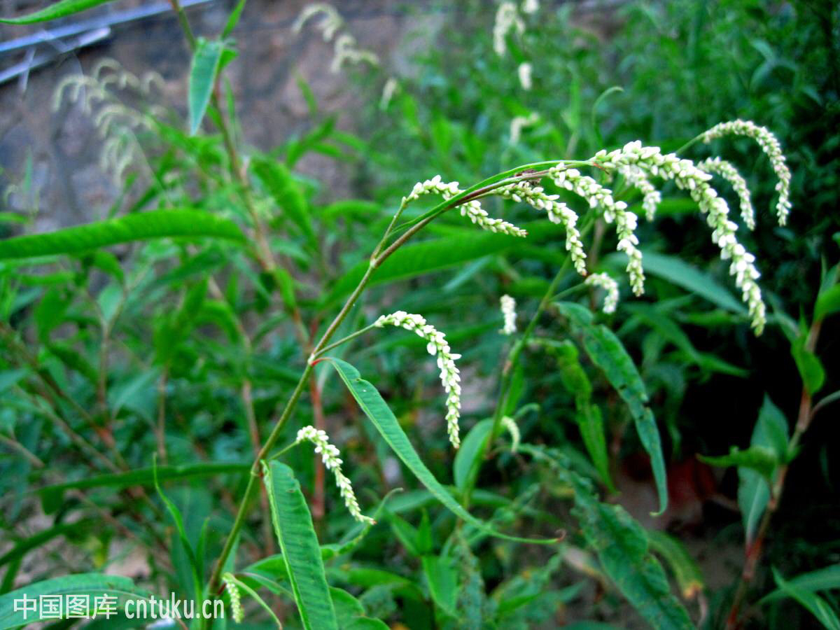 水蓼根图片,水蓼的价格