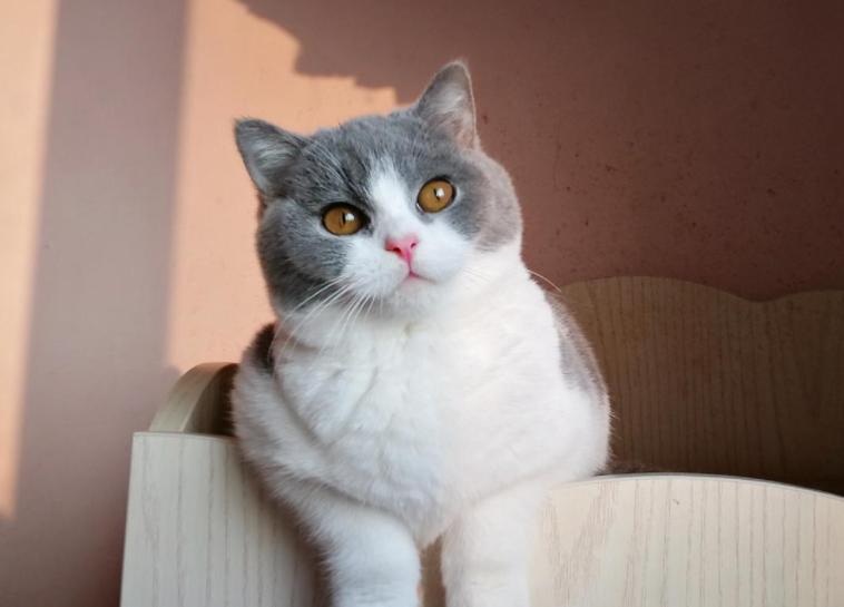 怎么分辨英短血统纯不纯,英短乳白怎么看纯不纯