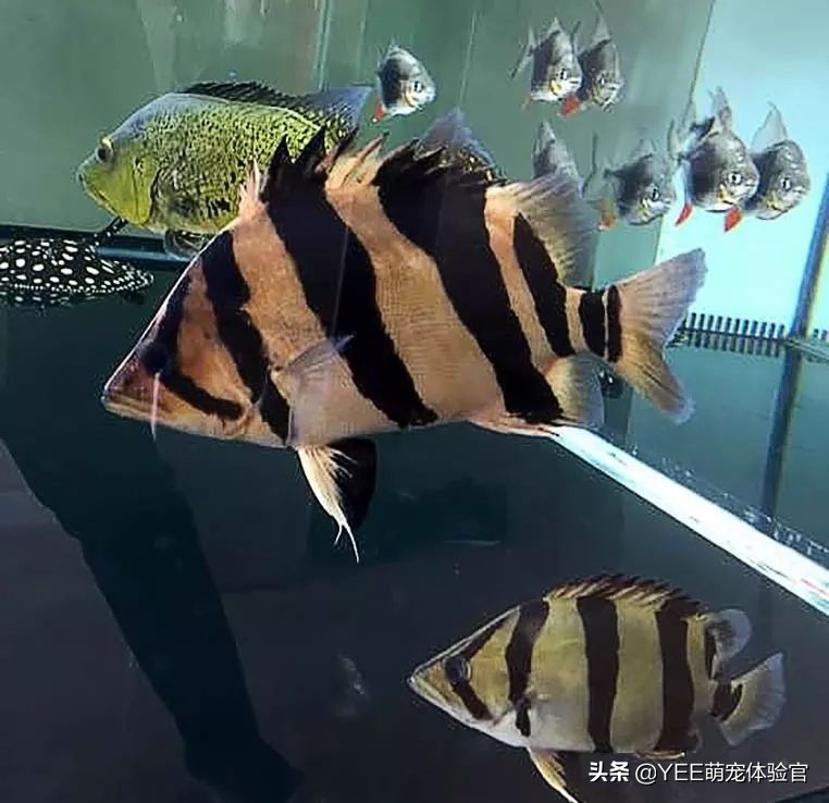 养泰国虎鱼水里用加盐吗,养泰北虎需要加盐吗