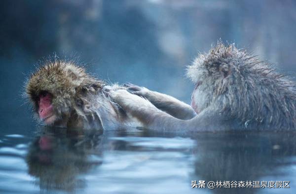 日本富士山猴子泡温泉,日本雪猴公园