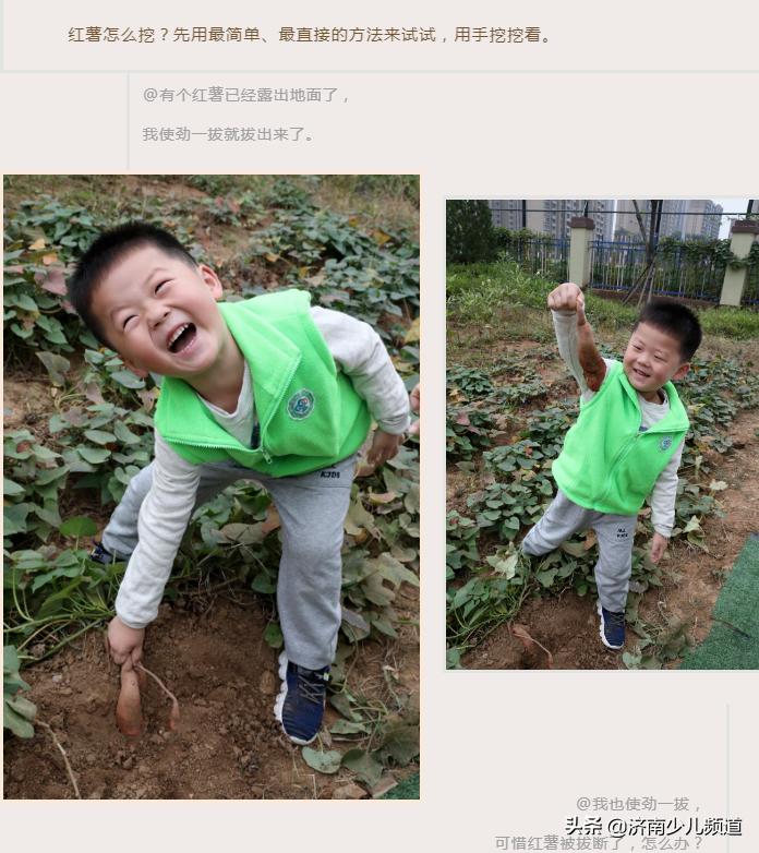 幼儿园红薯生成课活动方案,幼儿园科学教案红薯的成长过程