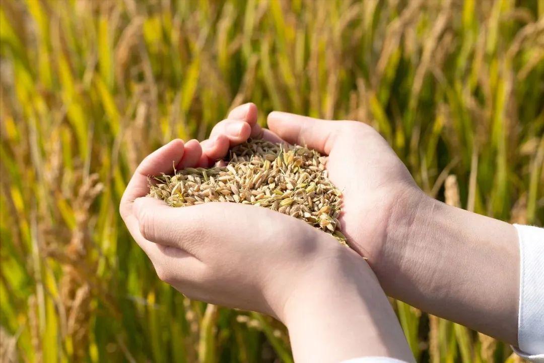 美豆海运费,美豆到中国一吨运费