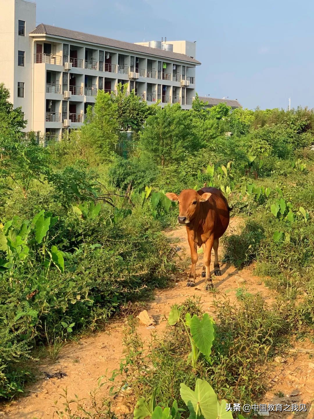叶南渔村葡萄园,叶南渔村