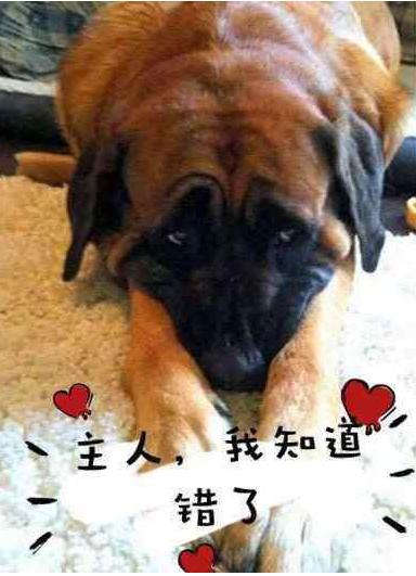 长期被虐待狗狗表情,被虐待的狗狗还能继续养不