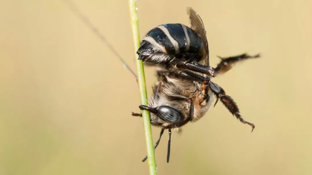 蜜蜂介绍科普视频,蜜蜂科普观世界