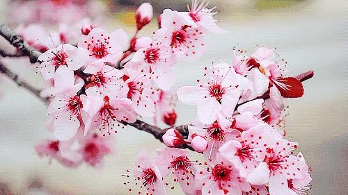 成都春游好去处周末 (成都周边周末春游推荐)