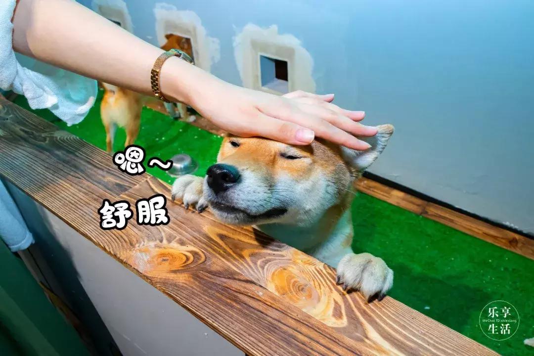 39.9元羊驼,羊驼门票抖音团购