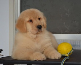 金毛夏天太热了怎么办,夏天金毛热吗