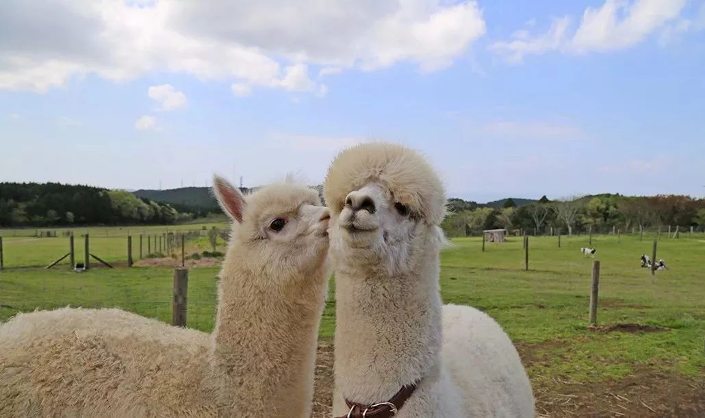 日本母亲农场项目,日本一个亲子农场年赚3亿