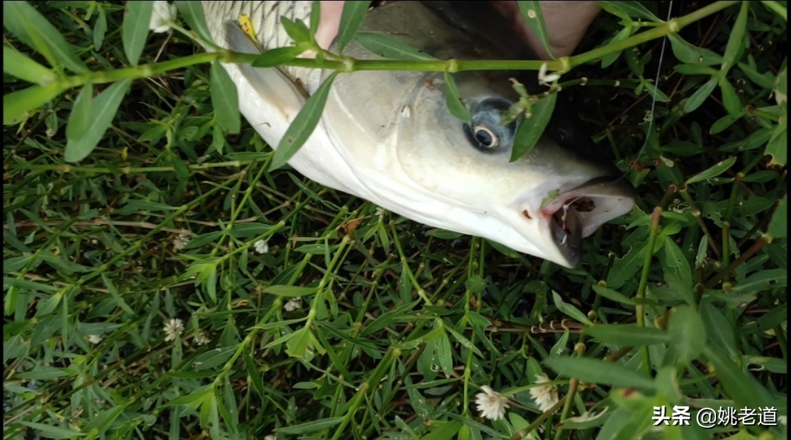 草鱼不腥是什么原因,草鱼上钩了怎么会脱钩
