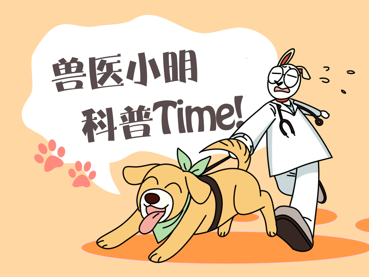 金毛产狗,金毛第一次产崽