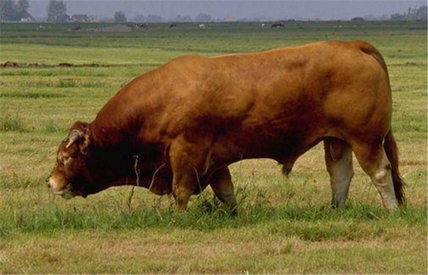 饲养黄牛的方法与技巧,黄牛养殖技术全过程