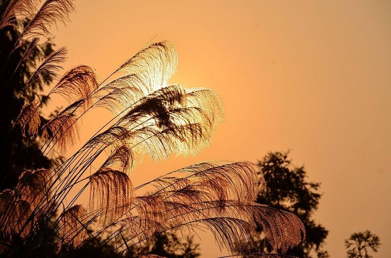 萧习华的散文《飞扬的红盖头》