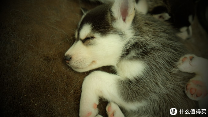 一次创世纪的生活体验—记哈士奇当妈妈