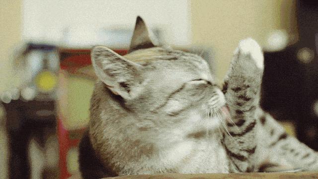 养猫新手给猫咪洗澡需要注意什么,新手养猫可以天天洗澡吗